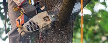 Why Choose Our Tree Removal Services in Monticello, LA?