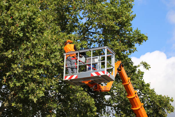 Trusted Monticello, LA  Tree Services Experts